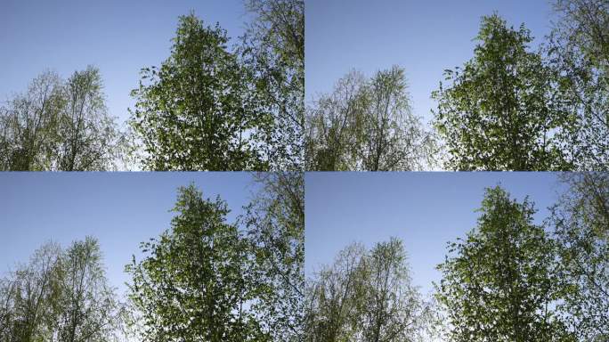 春天长出新叶子的桦树