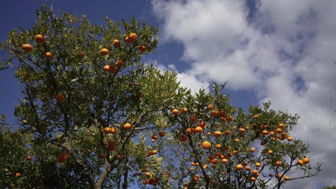 橙色在索勒，马略卡岛，西班牙