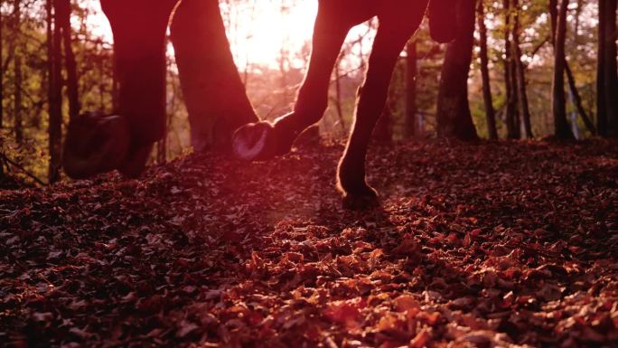镜头光晕，慢动作:一匹马在秋天的森林里疾驰的剪影