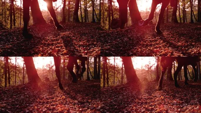 镜头光晕，慢动作:一匹马在秋天的森林里疾驰的剪影
