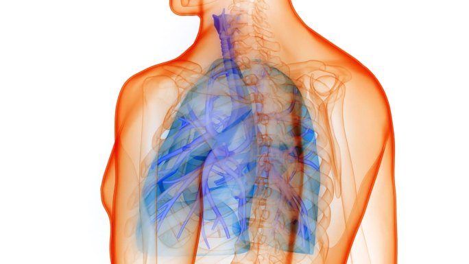 人体呼吸系统肺解剖动画概念