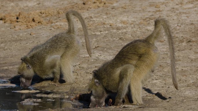 特写镜头。一小群雌性库杜和它们的孩子在水坑边喝酒
