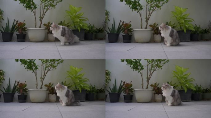 西伯利亚猫在花园后院玩耍