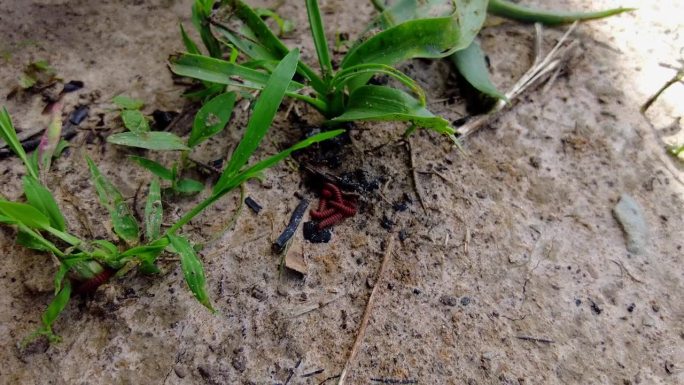 手持上升拍摄的美丽的野生红蜈蚣宝宝，而躲在草丛的阴影在大自然