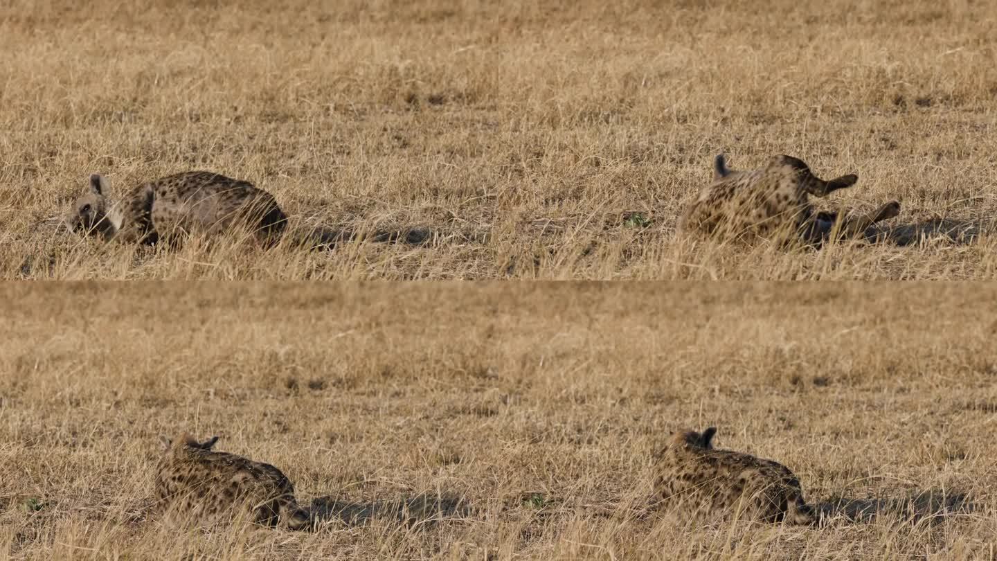 特写镜头。斑点鬣狗在草地上打滚