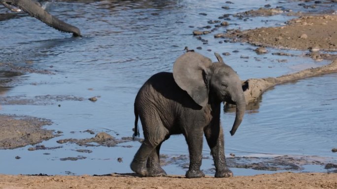 特写镜头。可爱的小象在水坑边靠近它的妈妈