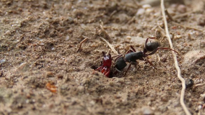 地下的蚂蚁