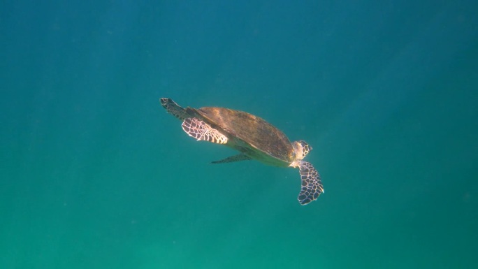 海龟在海里游泳水下世界国际联盟