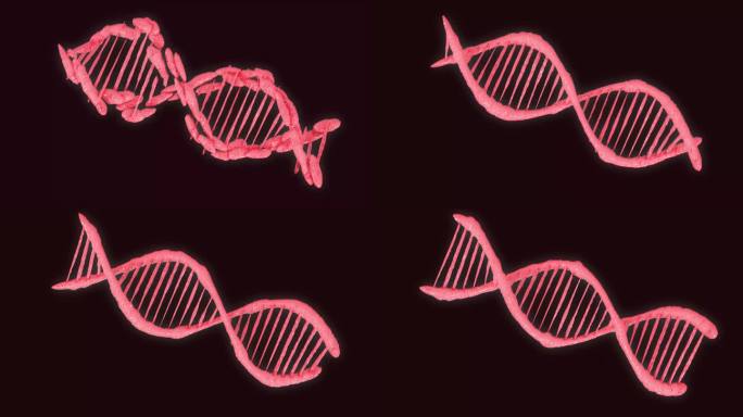 DNA结构动画视频，抽象背景。DNA支架，DNA螺旋模型在黑色背景上分离。3d渲染和4k高清视频