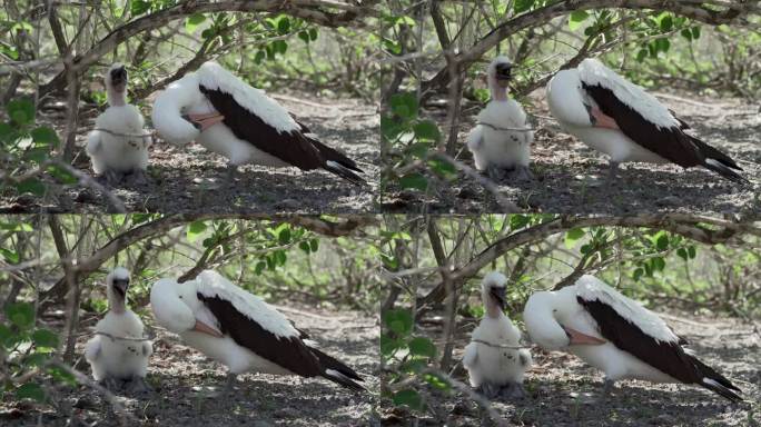 纳斯卡鲣鸟，苏拉·格兰蒂，一种在厄瓜多尔太平洋加拉帕戈斯群岛上孵化雏鸟的白色海鸟。