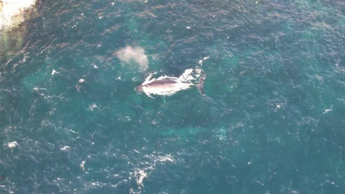 南露脊鲸游过海岸