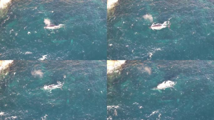 南露脊鲸游过海岸