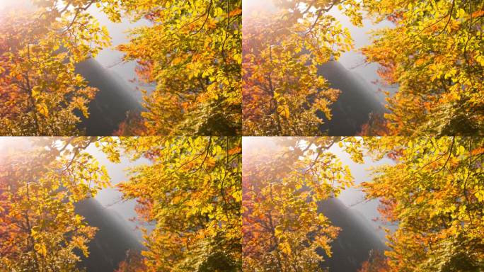 美丽的五彩缤纷的秋树