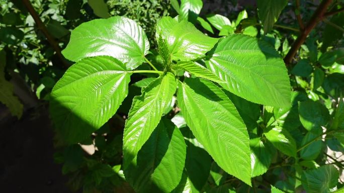 黄麻植物嫩叶的特写。