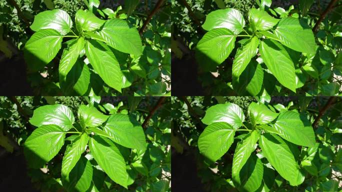 黄麻植物嫩叶的特写。