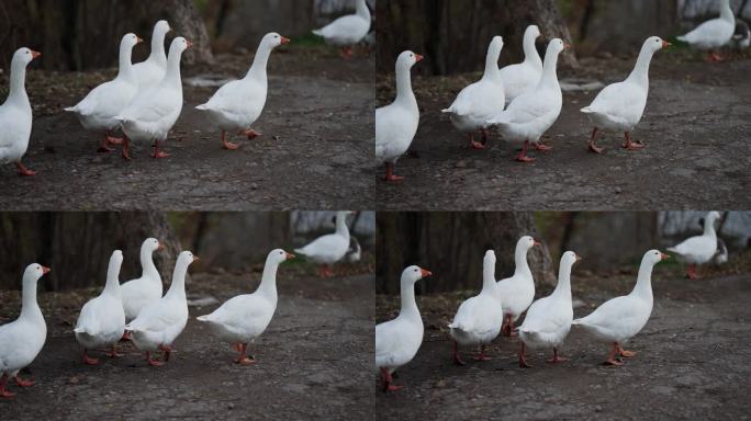 鹅场，一群白鹅在草地上漫步，电影般的慢动作