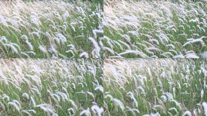 白色的野生蓬松的羽毛草花在温柔的风