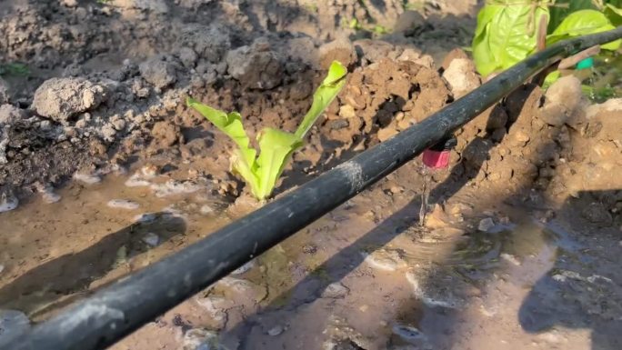左图:滴灌机特写，帮助生菜在干旱土壤中生长。概念:新的可持续先进农业技术，以防止干旱地区的粮食短缺。