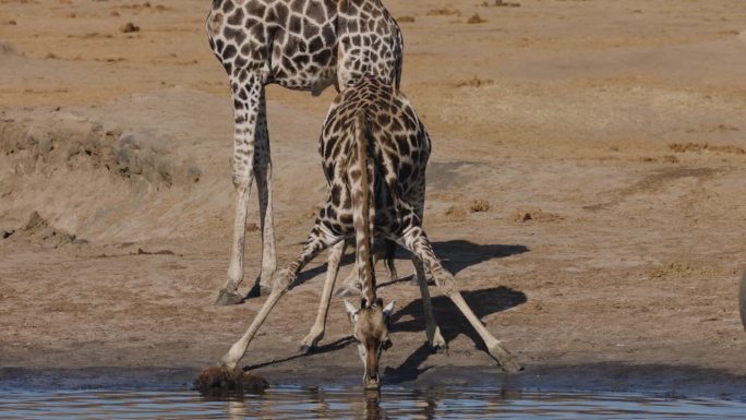 慢镜头特写。长颈鹿伸开双腿在水坑边喝水，而红嘴牛椋鸟则从它的耳朵里清除蜱虫