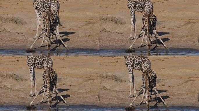 慢镜头特写。长颈鹿伸开双腿在水坑边喝水，而红嘴牛椋鸟则从它的耳朵里清除蜱虫
