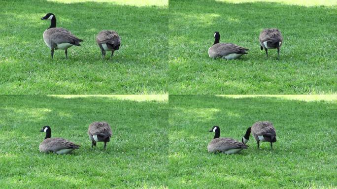 两只加拿大鹅坐在绿草地上吃东西
