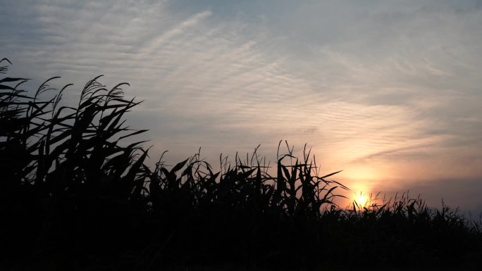 夕阳落在玉米地后面