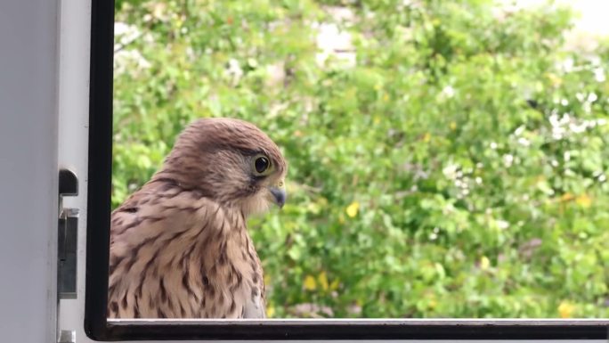 猎鹰飞进了公寓的窗户。