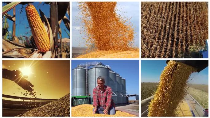 全球玉米生产和贸易-多屏幕视频