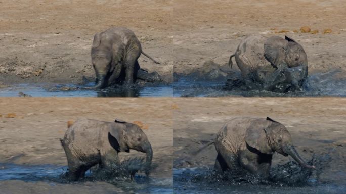 特写镜头。可爱的小象在水坑边的浅水里奔跑和玩耍