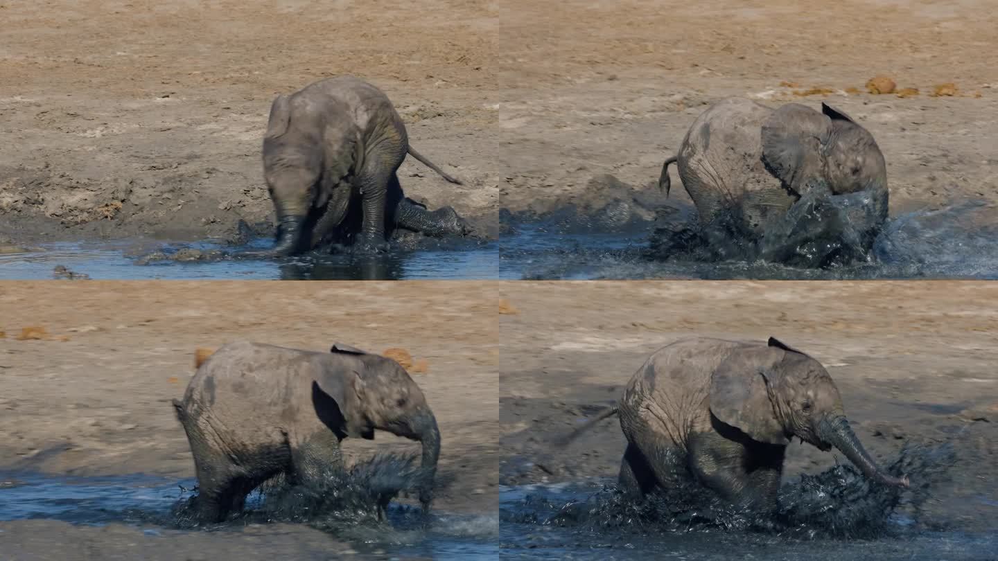 特写镜头。可爱的小象在水坑边的浅水里奔跑和玩耍