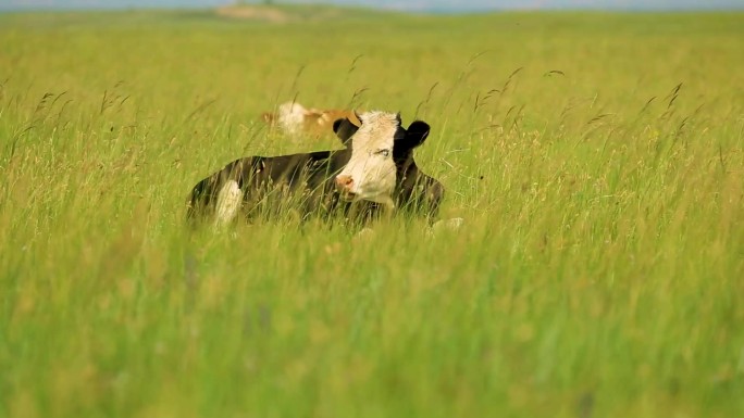 克什克腾 草原风景  夏季 牛羊