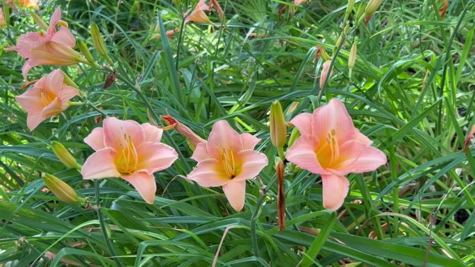 公园里盛开的橘黄色黄花菜(萱草)的原料