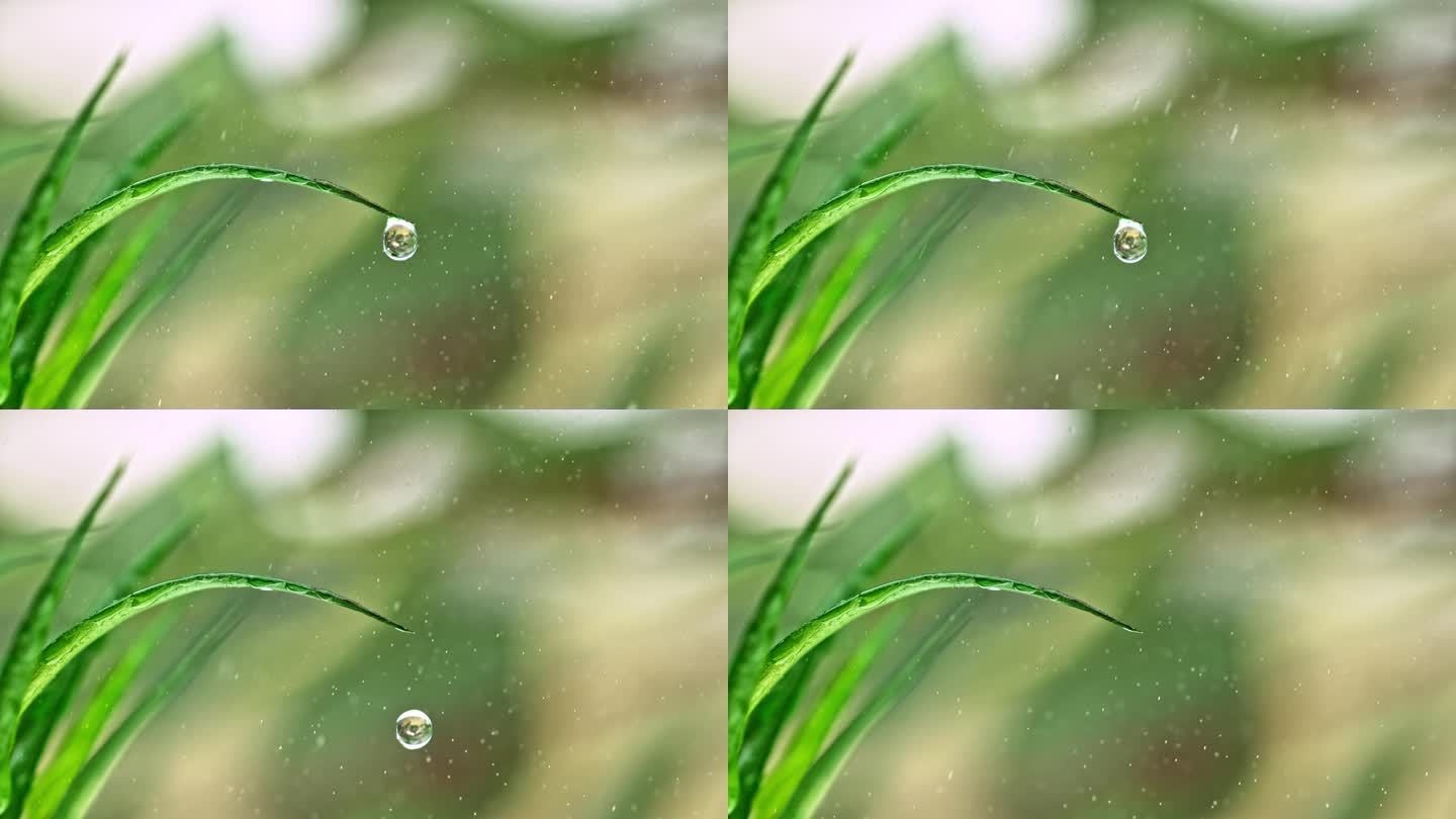 从草叶上落下的一滴水