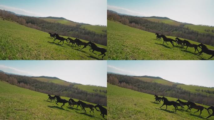 活泼的马带着健康的小马驹跑上山谷