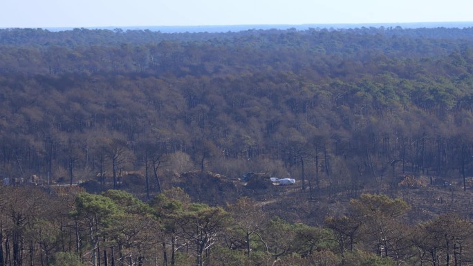 在2022年7月的拉泰斯特德布赫大火后，部分森林被烧毁