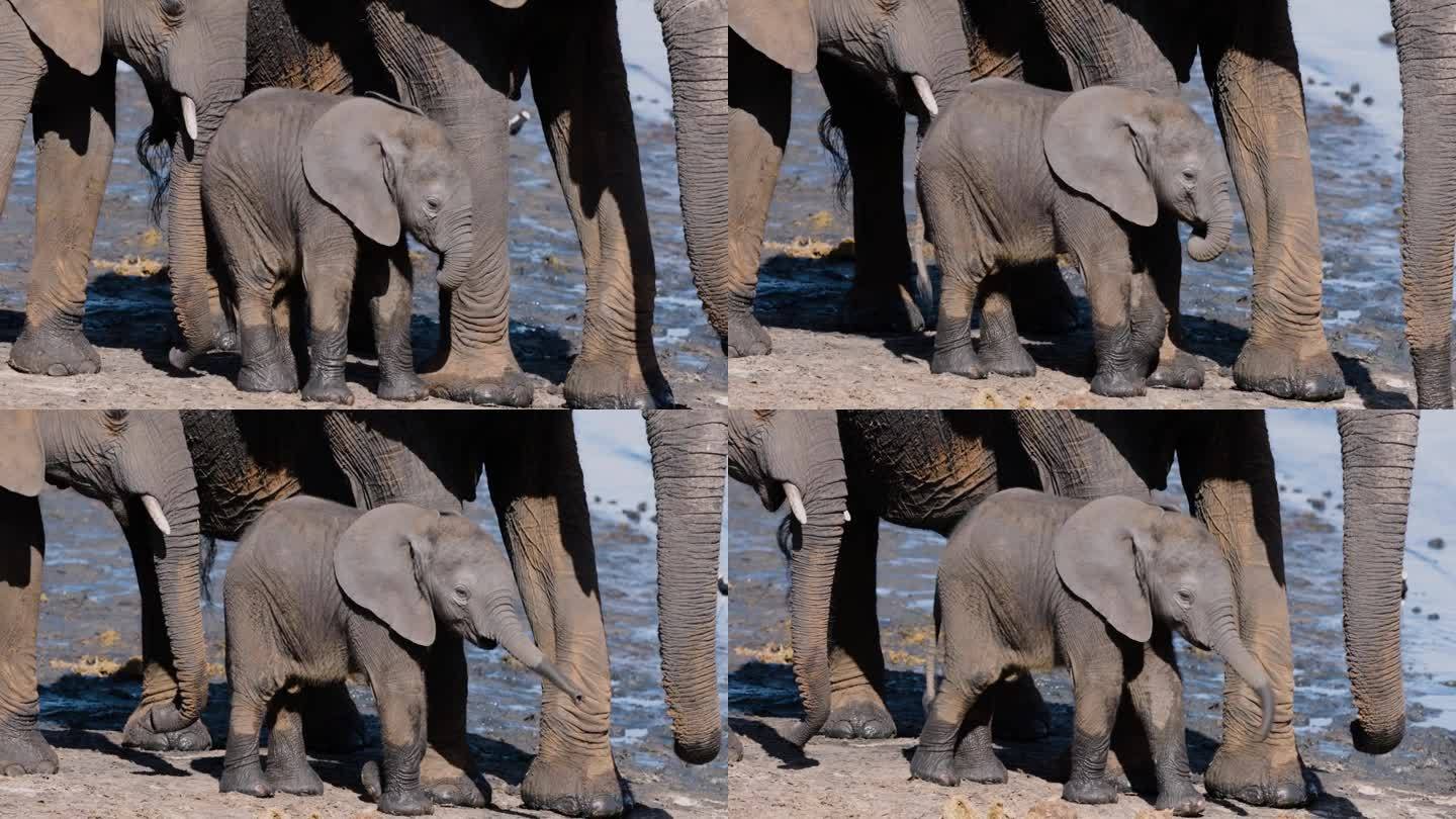 特写镜头。可爱的小象站在它的妈妈旁边，在一个水坑的边缘