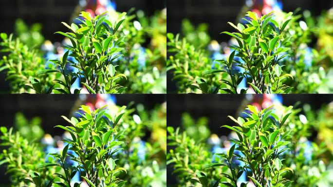 韩国的榕树绿化带四季青植物