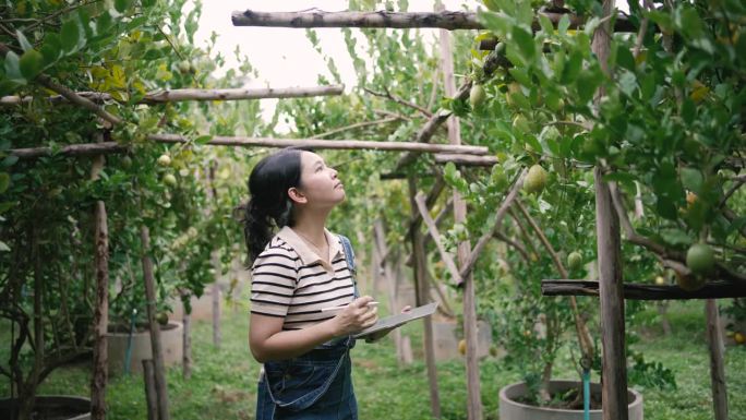 一位农场女工走过柠檬花园。她在农场检查庄稼时使用电子平板电脑。做最有利于农产品质量增长的事。