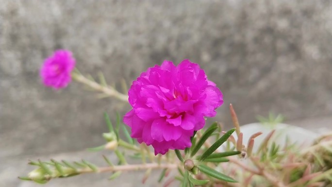 马齿苋花与自然背景。