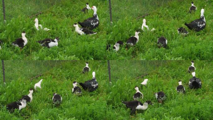 夏天，一群正在成长的小鸟和鸭妈妈在乡下种植园的草地上散步。在农场养鸟。