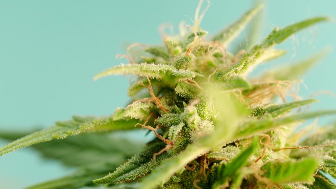 宏观细节成熟的大麻植物-大麻-在4K视频。