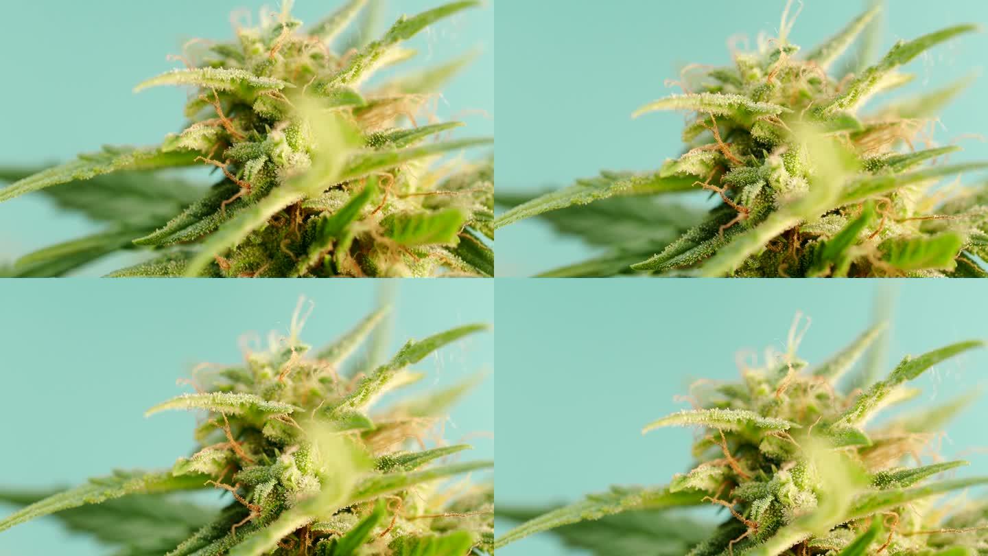 宏观细节成熟的大麻植物-大麻-在4K视频。