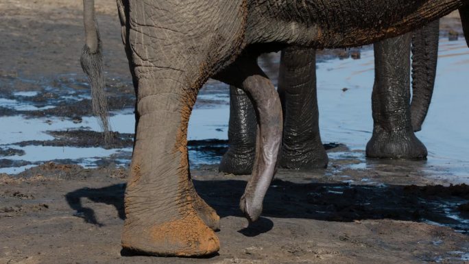 大象阴茎勃起站在水坑的特写
