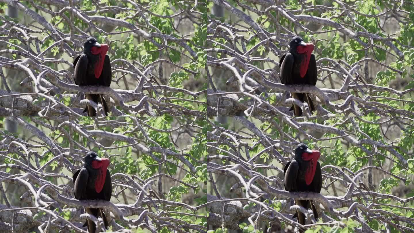 华丽的军舰鸟，华丽的军舰鸟，一种黑色的大海鸟，有一个典型的红色规则的囊。用充气袋筑巢的雄性军舰鸟，加