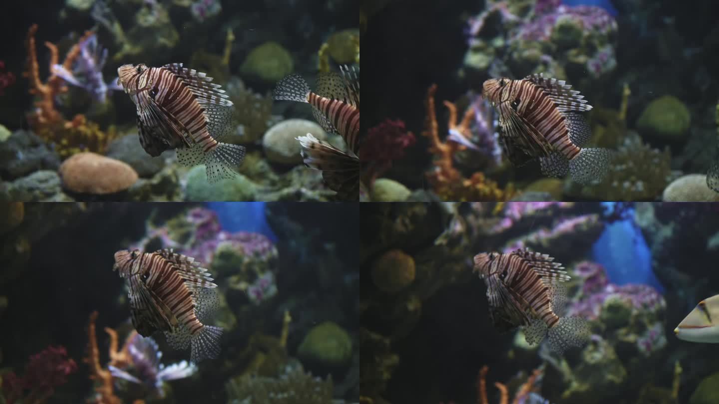 垂直视频，魔鬼萤火虫游泳的背景是carals。这种奇异的海洋动物吸引了潜水者和水下探险者。