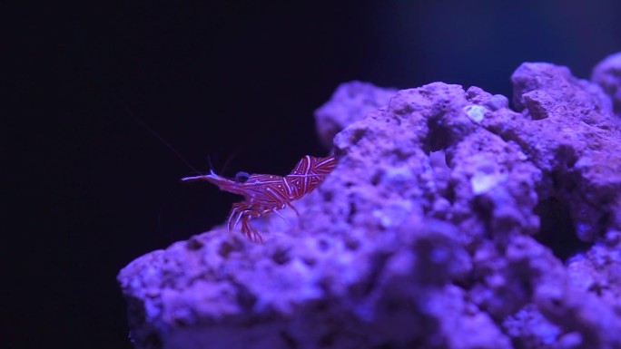 小红德班虾在海底珊瑚礁下的海洋夜间生活HD