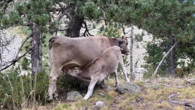 小牛在山上喝着妈妈的奶