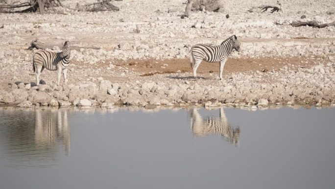 斑马在水坑喝水，纳米比亚