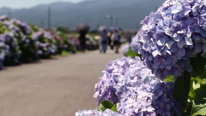 神奈川县石原上郡开成镇
绣球花