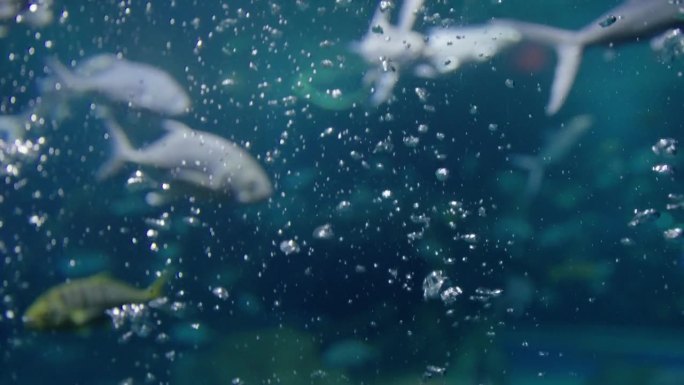 海洋中水下的气泡气泡水族馆海洋馆
